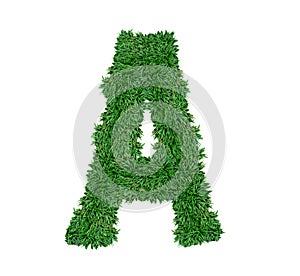Alphabet A green grass nature font.
