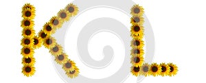 alphabet k l, sunflower letter isolated on white background.