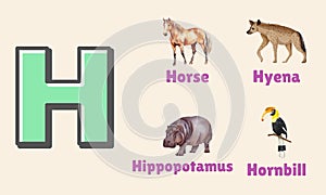 Alphabet Letter H in Pictures, animals starting with H