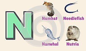 Alphabet Letter N in Pictures, animals starting with N photo
