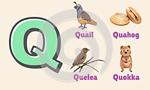 Alphabet Letter Q in Pictures, animals starting with Q photo