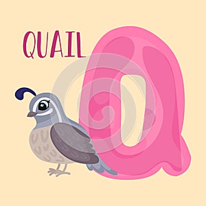 ALPHABET Q QUAIL vector educational Animals Alphabet Q Is For QUAIL