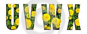 Alphabet U, V, W, X made from marigold flower font isolated on white background. Beautiful character concept