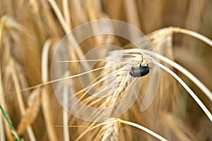 Alphitobius diaperinus beetle insect on the grain while eating. Grain mold beetle on, lesser mealworm beetle a barley field