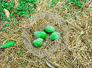 Alphonso Bombay Green Mango kept on dry grass at farm
