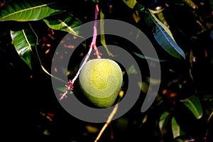 Alphonso mango Ripe green colour