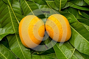 Alphonso Mango tropical fruit on green leaf background