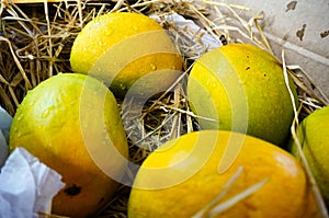 Alphonso mangoes packed in straw India