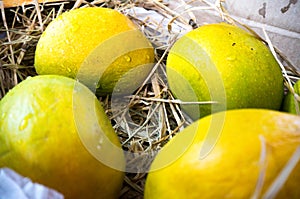 Alphonso mangoes packed in straw India