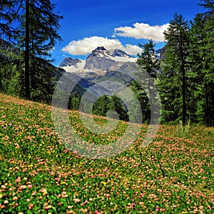 Alpien meadow of clover with mountains