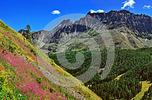 Alpien mountains with violet flowers