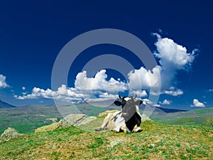 Alpin cow photo