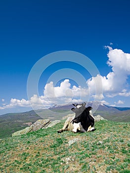Alpin cow photo