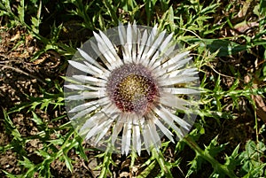 Alpin flower at Engelberg photo