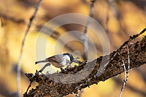 Alpin tit on a larch branch photo