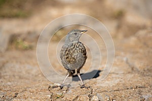 Alpine accentor