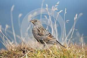 Alpine accentor