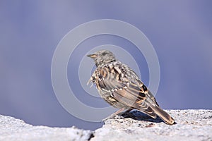 Alpine accentor