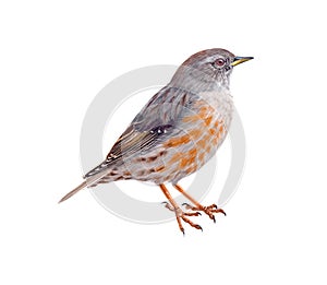 Alpine accentor