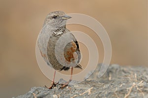 Alpine Accentor - Prunella collaris