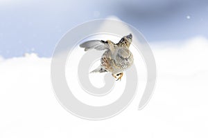 Alpine accentor (Prunella collaris) in flight.