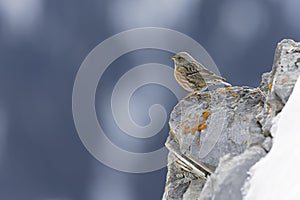 alpine accentor (Prunella collaris) on a ledge of a snowy mountain.