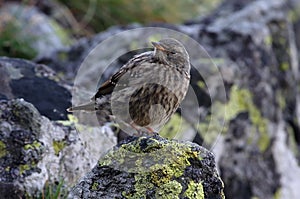 Alpine accentor
