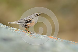 Alpine Accentor - Prunella collaris