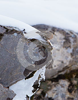 Alpine Accentor on rock