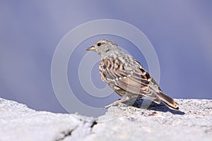 Alpine accentor
