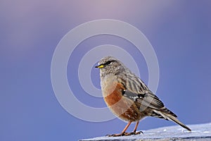 Alpine Accentor in Tungnath Temple