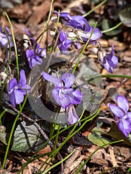 Alpine, American dog or Labrador violet (Viola labradorica) \'Purpurea\' with purple flowers