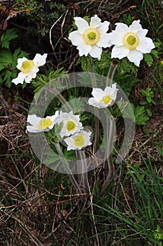 Alpine anemone in the Ecrins National Park, France