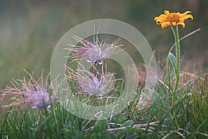 Alpine Arnica flower ( Arnica chamissonis) along a wilderness mountain trail. These are poisonous to eat, but have healing qualiti photo