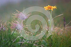 Alpine Arnica flower ( Arnica chamissonis) along a wilderness mountain trail. These are poisonous to eat, but have healing qualiti photo