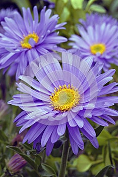 Alpine Aster photo