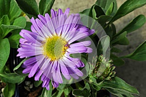 Aster x frikartii \'Monch\' Lavender-Blue Daisy-shaped Flower photo