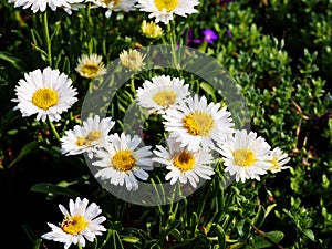 Alpine aster photo