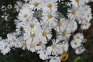 Alpine Aster (Aster alpinus). Decorative garden plant with purple and white flowers. Beautiful perennial plant