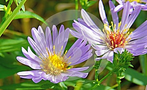 Alpine aster is a beautiful flower resembling a daisy