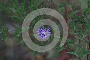 Alpine aster or blue Alpine daisy. An ornamental garden plant with purple or violet-blue flowers. A beautiful perennial plant for