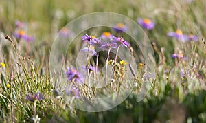 Alpine Aster