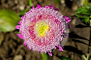 Alpine aster. photo