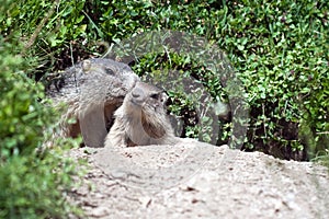 Montana alta un nino marmota 