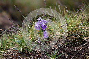 Zvonček alpský (Campanula alpina)