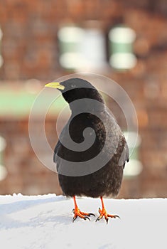 Alpine bird Pyrrhocorax graculus