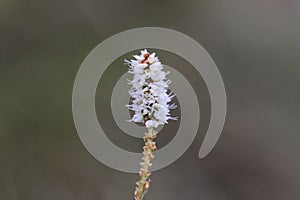 Alpine Bistort Persicara vivpara flower