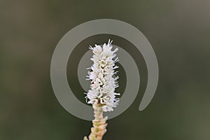 Alpine Bistort Persicara vivpara flower