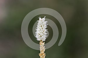 Alpine Bistort Persicara vivpara flower