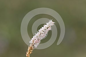 Alpine Bistort Persicara vivpara flower